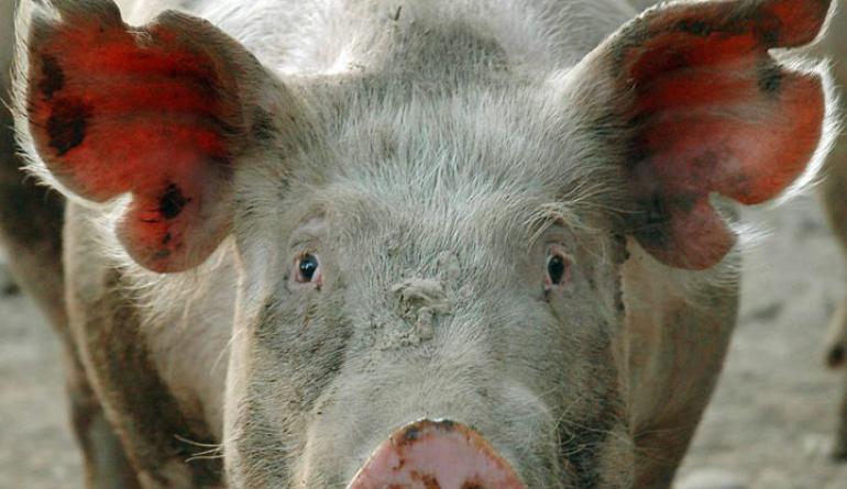 Разведение свиней. Породы свиней. Свиноводство как бизнес. Про разведение свиней в домашних условиях: советы начинающим Условия содержания поросят
