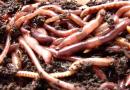 Разведение калифорнийских червей как бизнес Разведение калифорнийских червей в домашних условиях